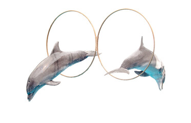 Two dolphins with rings isolated on a white background