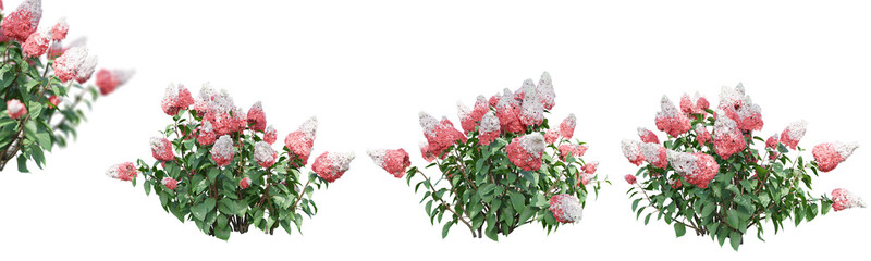 Hydrangea paniculata isolate transparent background.3d rendering PNG - obrazy, fototapety, plakaty