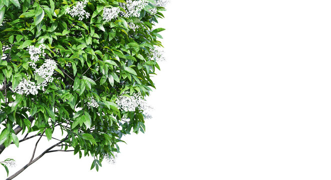 Ligustrum flowering isolate transparent background.3d rendering PNG