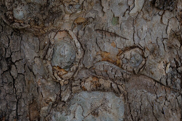 texture of the bark of tree