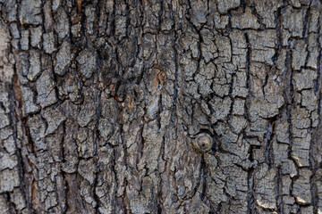 bark of a tree close up