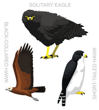 Cute Bird Eagle Hawk Costa Rica Set Cartoon Vector