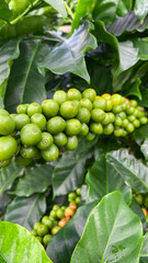 Fresh raw coffee bean fruit in green nature with leaves Vertical image format