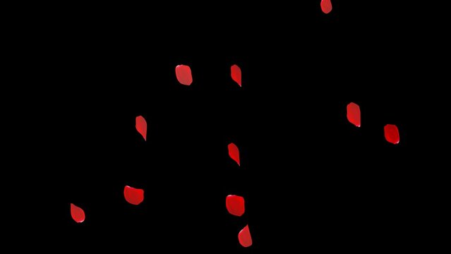 Red rose petals are falling. romantic valentine.Celebration flowers.transparent background.loop video.(079)