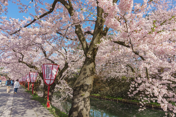 弘前公園の桜 Hirosaki park Cherry Blossoms