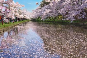 弘前公園の桜 Hirosaki park Cherry Blossoms