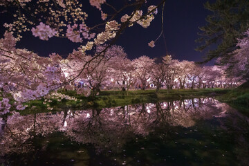 弘前公園の夜桜ライトアップ Night cherry Blossoms in Hirosaki Park