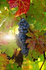 Blue grape cluster on vine closeup photo