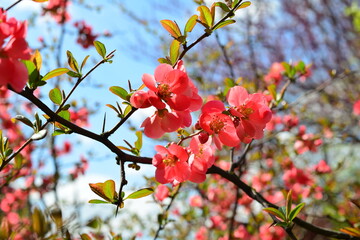 Flowers of Chaenomeles in spring in the garden. Close-up