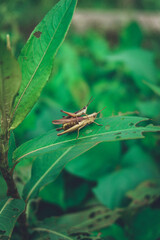 Close up of a pair of grasshoppers on green leaves