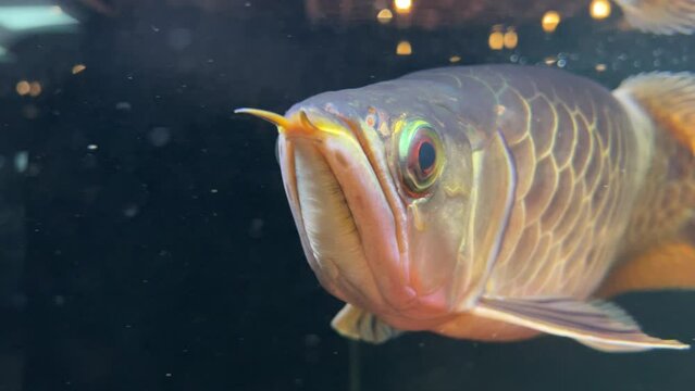 The correct phrasing for that sentence would be: "The Arwana, also known as the Asian dragon fish, is a captivating aquatic species found in Asia's freshwater habitats, renowned for its vibrant colors