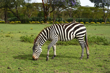 Fototapeta na wymiar Wild African zebra grazing in a meadow, Kenya