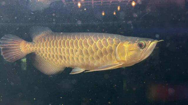 The correct phrasing for that sentence would be: "The Arwana, also known as the Asian dragon fish, is a captivating aquatic species found in Asia's freshwater habitats, renowned for its vibrant colors