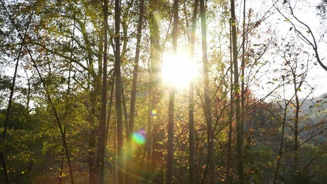 sunlight through forest