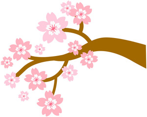 Japanese Sakura Cherry Blossom