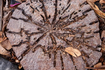 Top view, rough surface of the cross section of no rind log fromd decay.