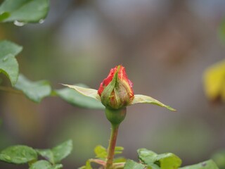 バラ　アウグスタルイーゼ　つぼみ