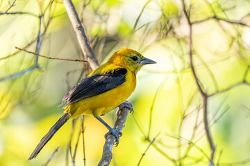 Yellow oriole (Icterus nigrogularis) is a passerine bird in the family Icteridae. Minca, Sierra...