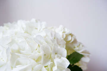 Beautiful White hydrangea flowers. White hydrangea close up view. White beautiful petals of hydrangea flower.