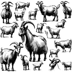 Goat farm hand drawn sketch cattle farm vector illustration.