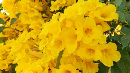 Urai slut blooms beautifully yellow in the garden.