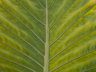 Background of green leaf close up .