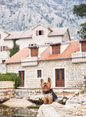 Yorkshire Terrier dog sits poised atop a rock in a traditional stone village, with rustic houses...