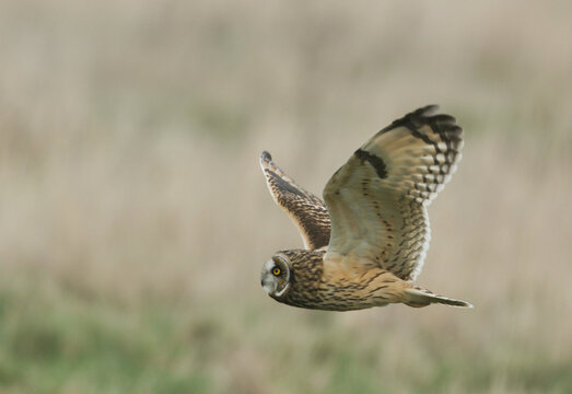 A Short-eared Owl, Asio flammeus, flying over a field hunting for food.