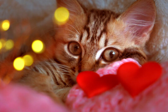 Pretty cute kitten relaxing on the bed with red hearts. Tabby cat. Funny pets. Valentines Day, Birthday, Dating. String light, flare bokeh - Powered by Adobe