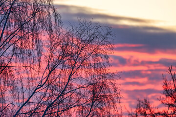 Evening sky. Tree branch against the backdrop of sunset. Close up.