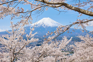 Fuji mountain with cherry blossom in spring season, view from fujiyoshida yamanashi japan