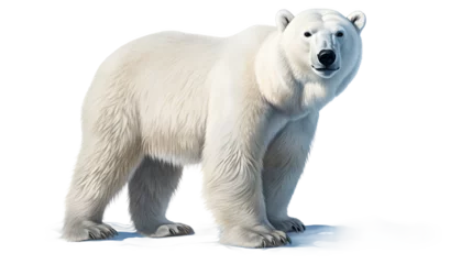 Foto op Canvas Polar Bear PNG, Arctic Mammal, Polar Bear Image, White Fur, Ice Habitat, Wildlife Photography, Conservation Icon, Arctic Wildlife        © Vectors.in