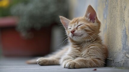 Dog Cat Scratching Paw Allergies Fleas, Desktop Wallpaper Backgrounds, Background HD For Designer