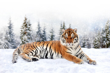 Tiger in the winter forest.  Wild predators in natural environment