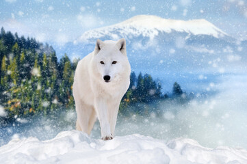 Arctic wolf in the winter mountain
