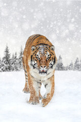 Tiger in the winter forest.  Wild predators in natural environment
