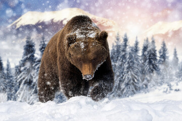 Adult Brown bear in cold time. Animal in wild winter nature