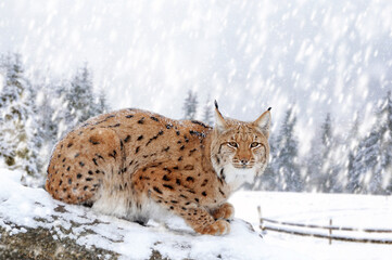 Closeup Adult Lynx in cold time. Bobcat snow in wild winter nature