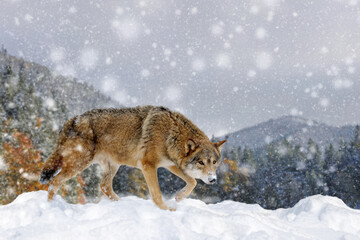 Gray wolf, Canis lupus in the winter mountain