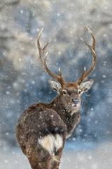 Majestic Deer looking back in winter forest. Animal in nature habitat. Wildlife scene