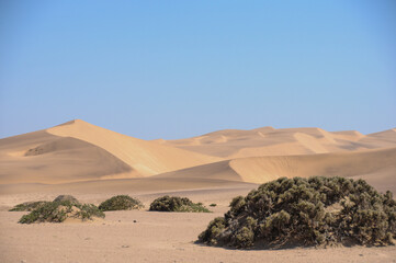 big sand dunes under blue sky in namibia