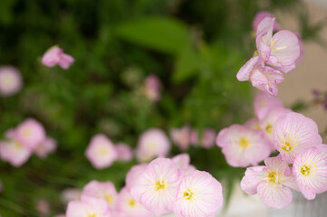 Pink Evening Primrose (Oenothera speciosa)