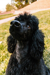 wide close up angle of Black Miniature Poodle looking at camera