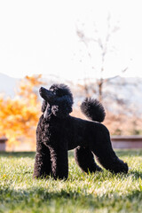 Black Miniature Poodle standing in front of fall leaves and mountains
