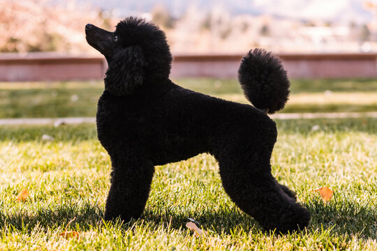 side view of black Miniature Poodle standing in a conformation stack