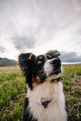 Naklejka na ściany i meble wide angle portrait of Australian Shepherd mixed breed dog in Colorado