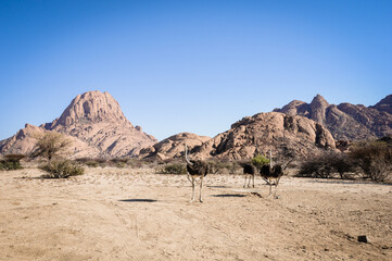herd of wild ostriches in spitzkoppe namibia