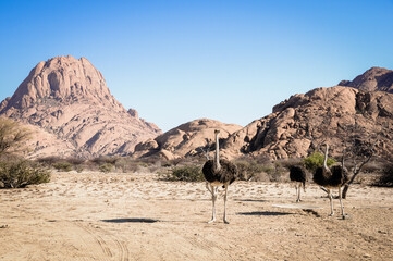herd of wild ostriches in spitzkoppe namibia