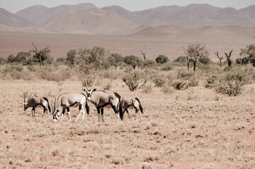 herd of namibian gemsbok in wildlife