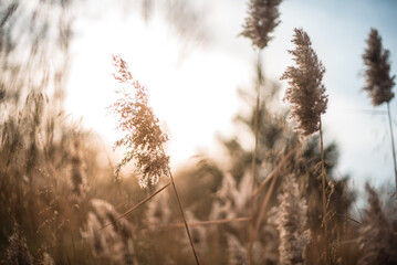 Fototapeta premium Backlighting on fall grasses at golden hour